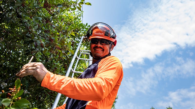 Tree Pruning is Essential for a Healthy Tree | TreeTech